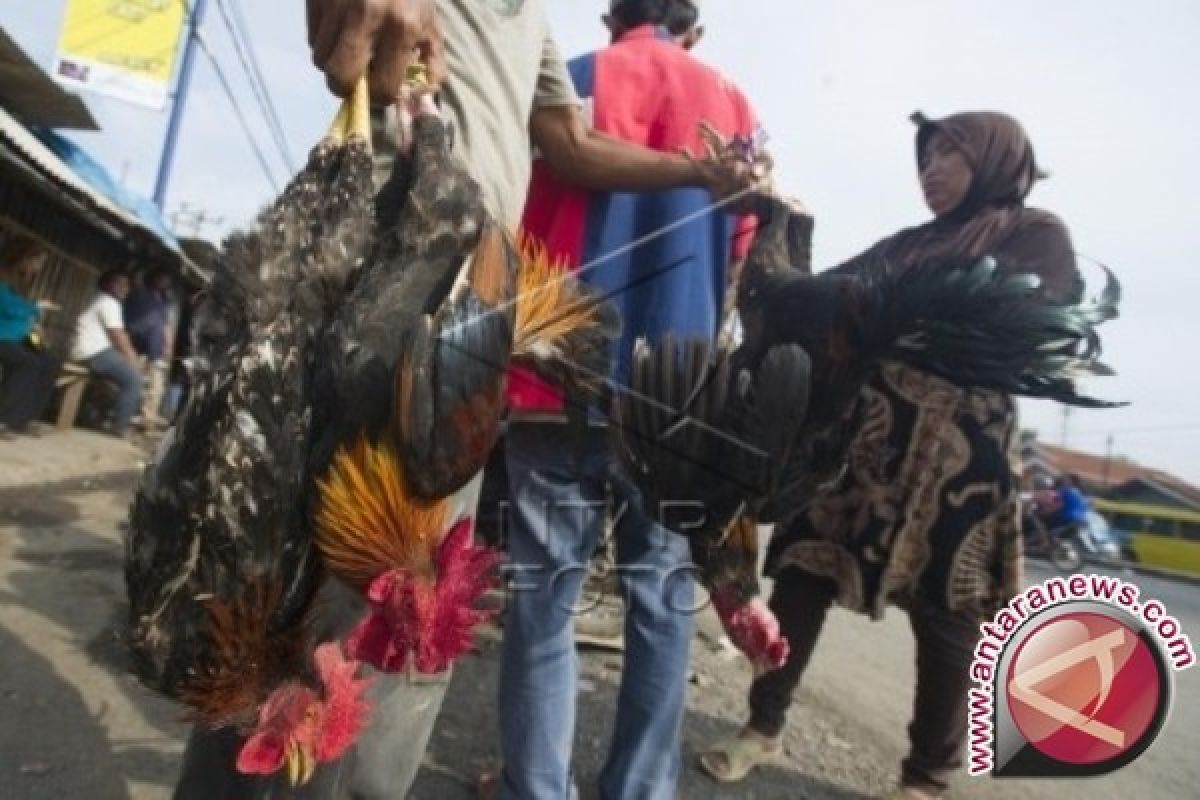 Pemprov Papua kembangkan varietas ayam lokal