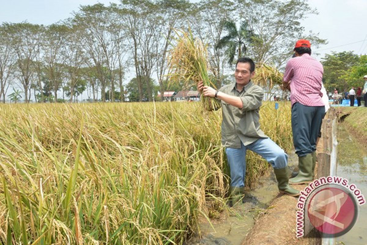 Legislator promosikan pola tanam padi hazton 