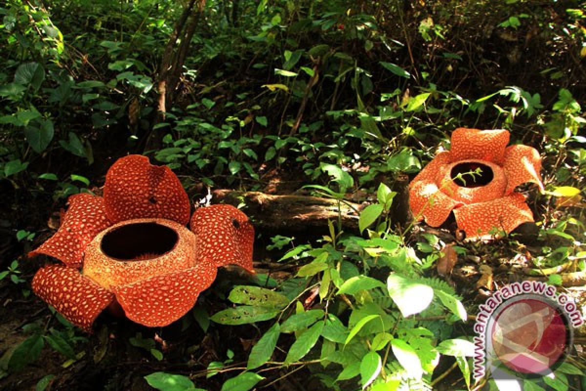 2.000 Hektare Hutan UMB Untuk Konservasi Bunga Rafflesia