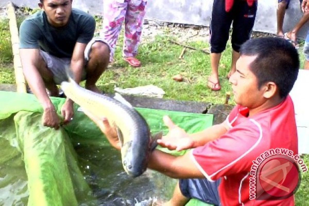 Pemkab Nagan Raya kembangkan budidaya ikan kerling