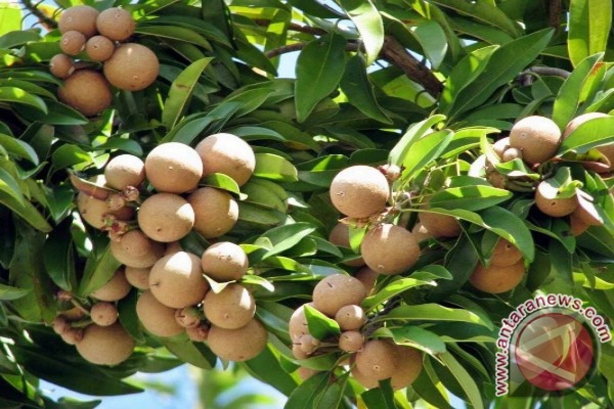 Bupati Lamandau Panen Perdana Buah Lengkeng