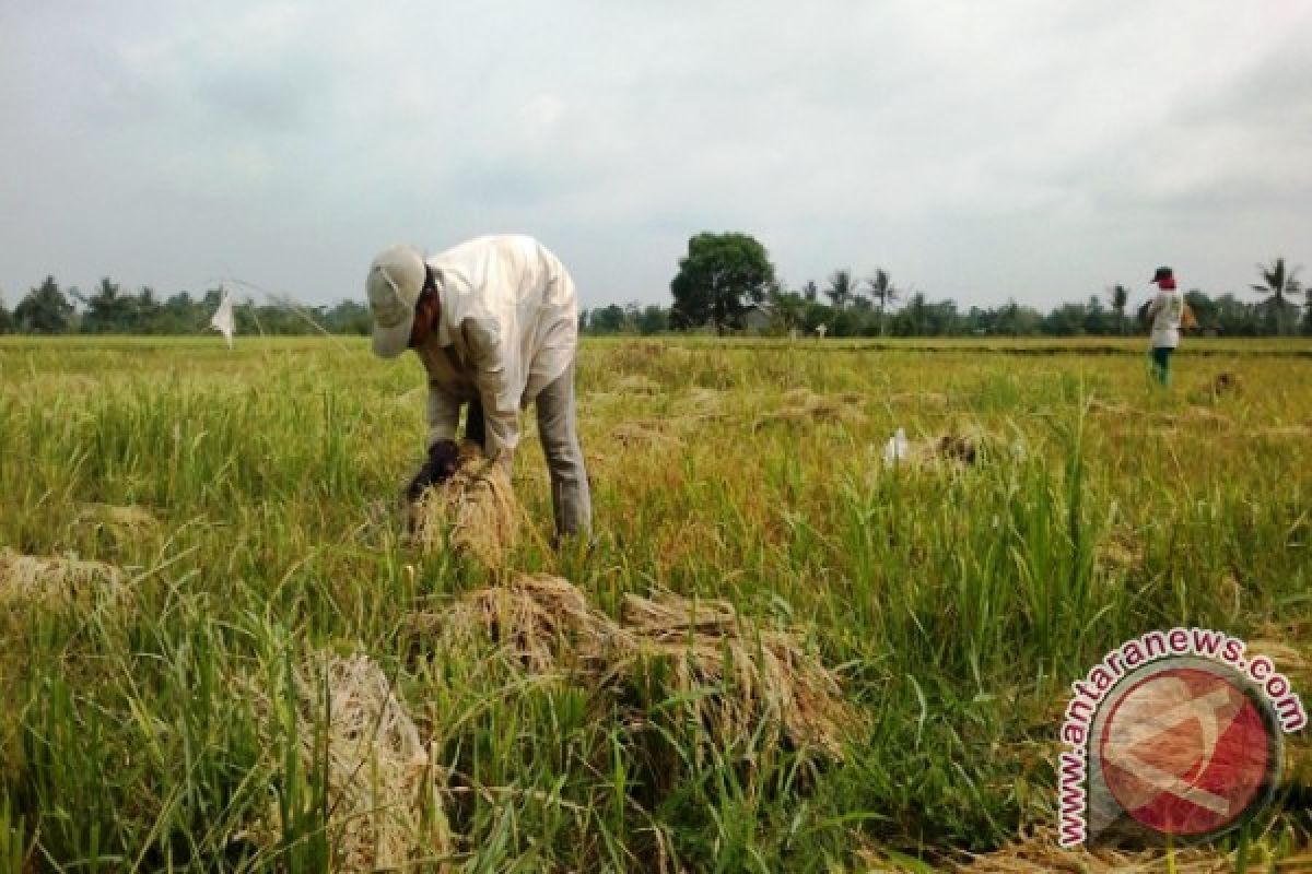 Petani di Penajam Keluhkan Anjloknya Harga Gabah