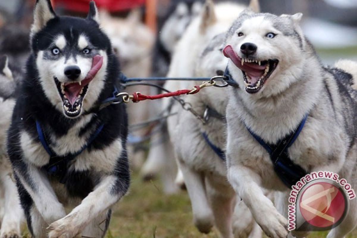 Anjing Dilatih Untuk Bantu Penyembuhan Stres Veteran Australia