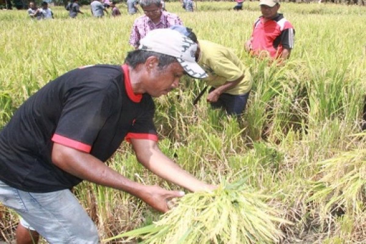 Petani Mitra harap pertanian diperhatikan