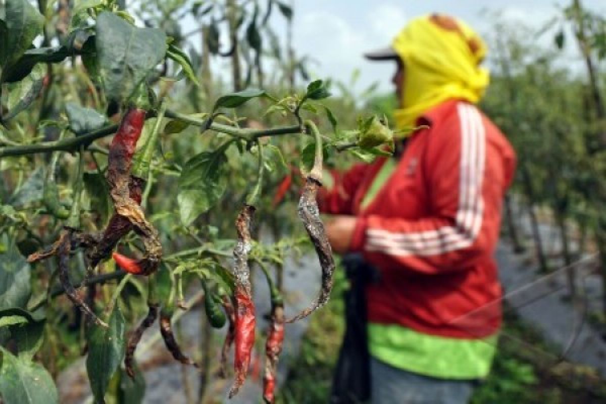 Curah Hujan Masih Tinggi, Tanaman Cabai Terserang Patek