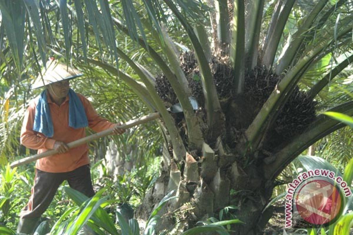 11.000 Hektar Sawit Masyarakat Abdya Sudah Produksi