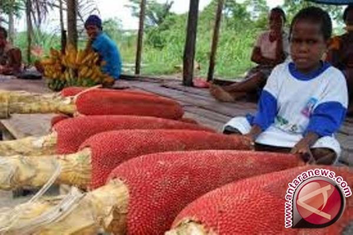 Papua terus kembangkan pengolahan Buah Merah