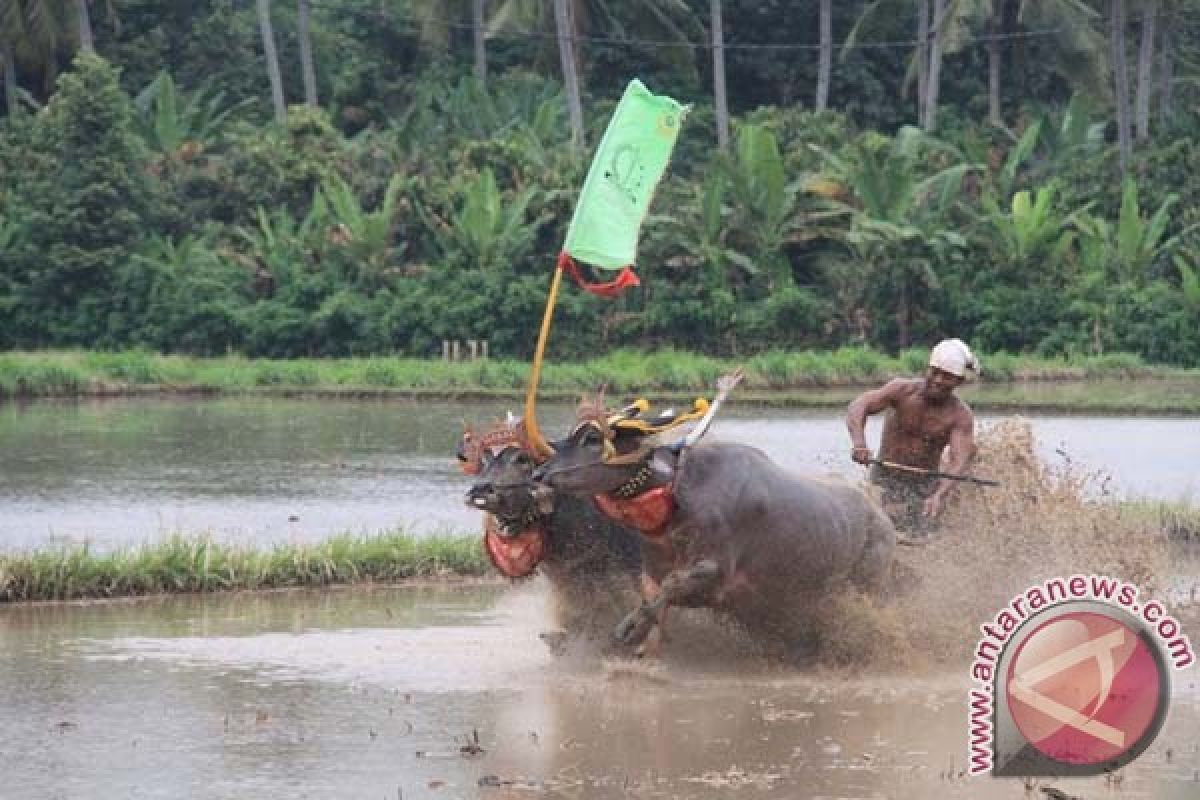 Jembrana Bangkitkan Makepung Lama