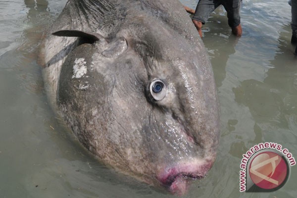 Unpatti - LPSDPL Sorong Teliti Penyebab Kematian Ikan Langka