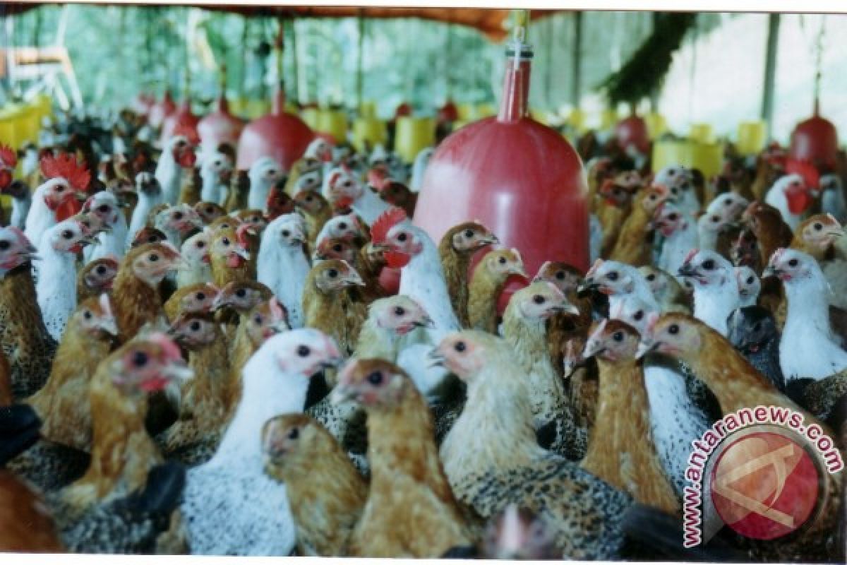 Balai Benih Pertanian Pelempang Kembangkan Ayam Arab