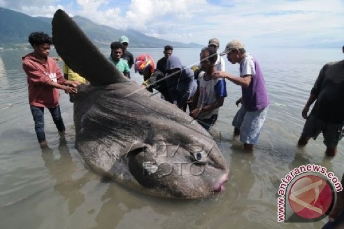 Ikan Matahari Raksasa Terdampar