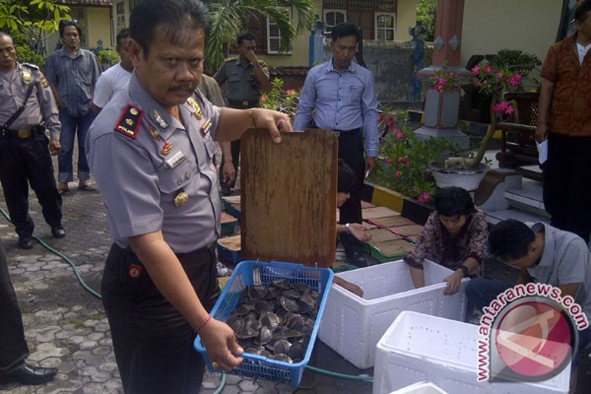 Penyelundupan Ribuan Anak Kura-Kura Digagalkan