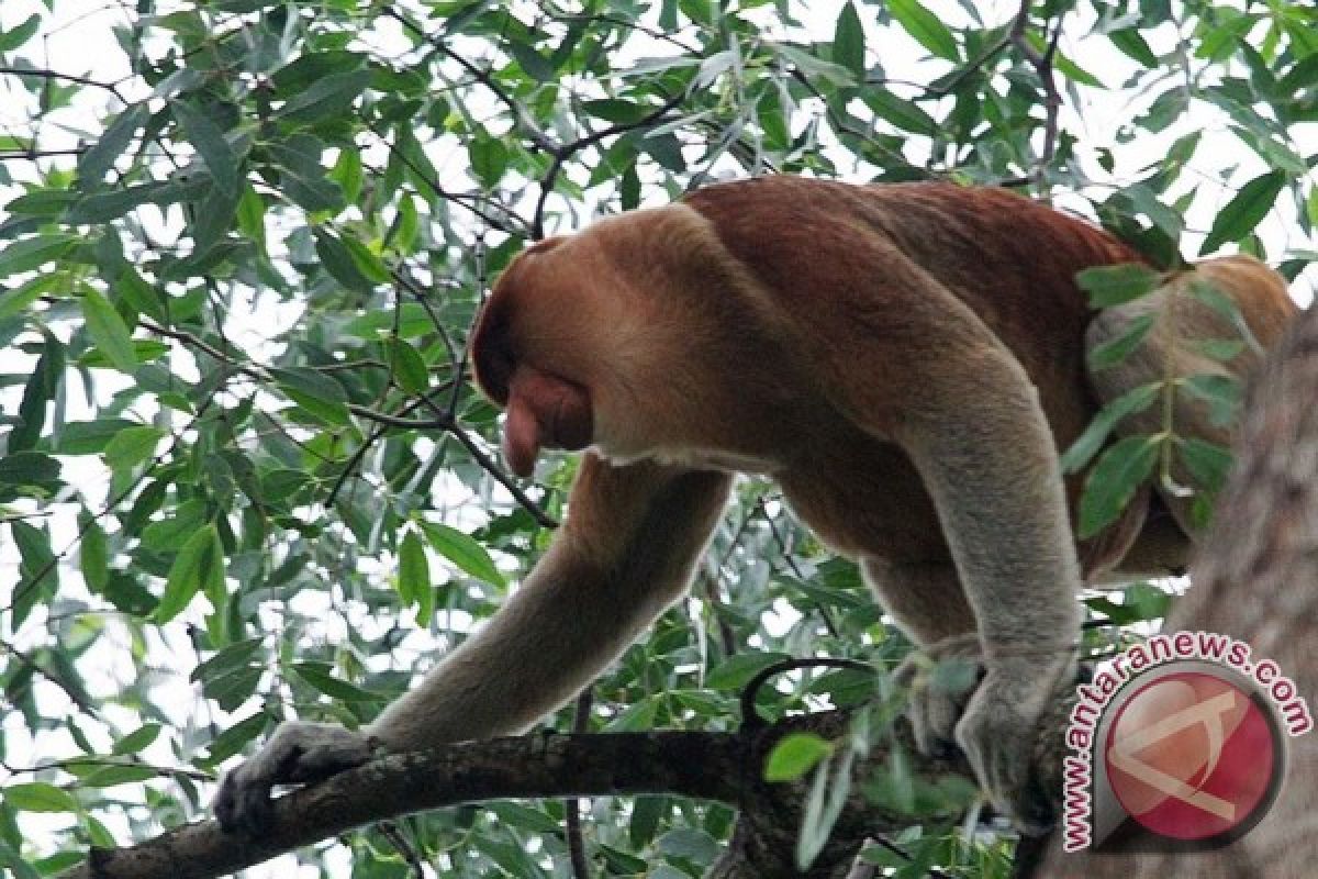 Biodiversitas Indonesia Temukan Bekantan Di Pulau Curiak