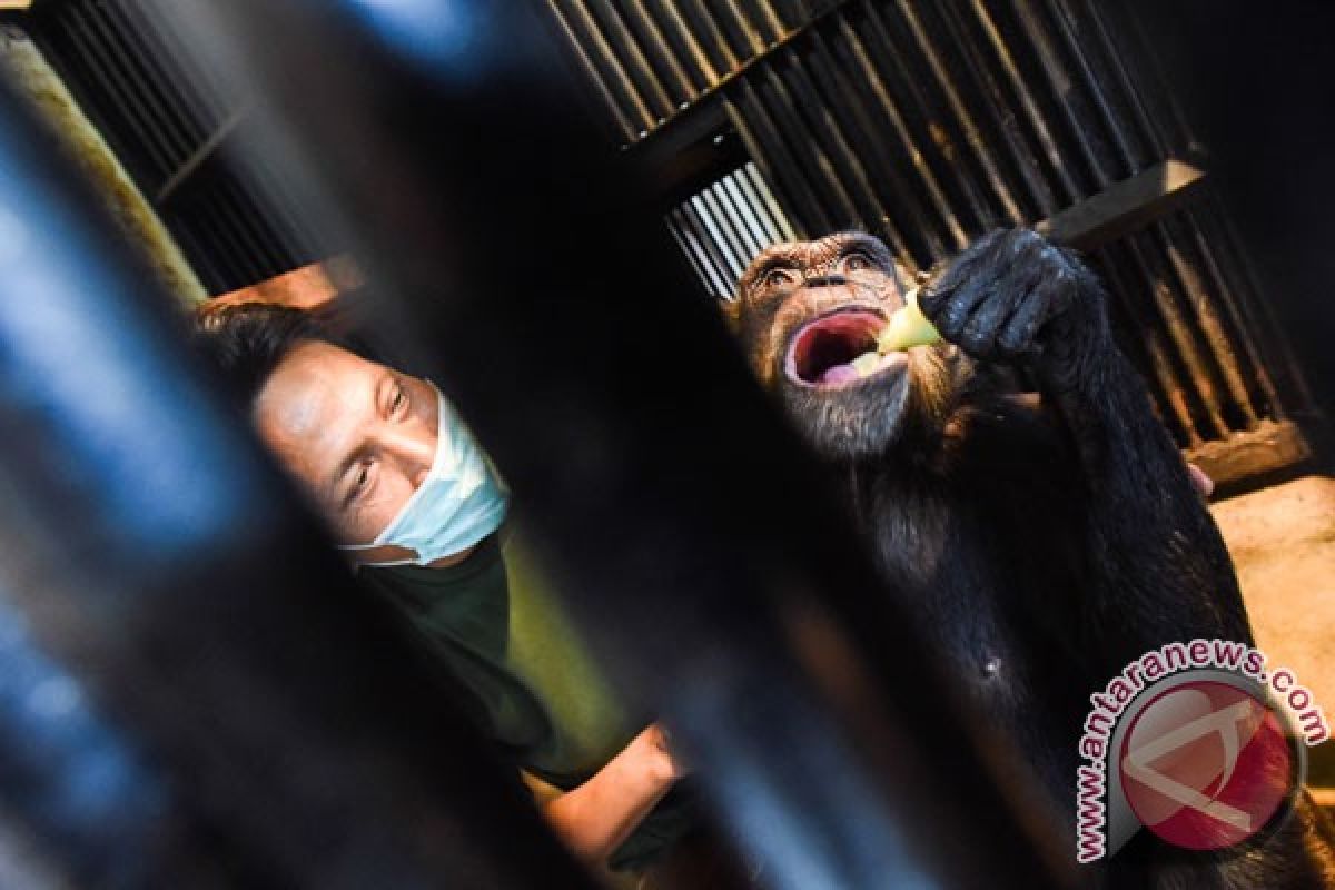 Seekor simpanse koleksi Kebun Binatang Surabaya mati