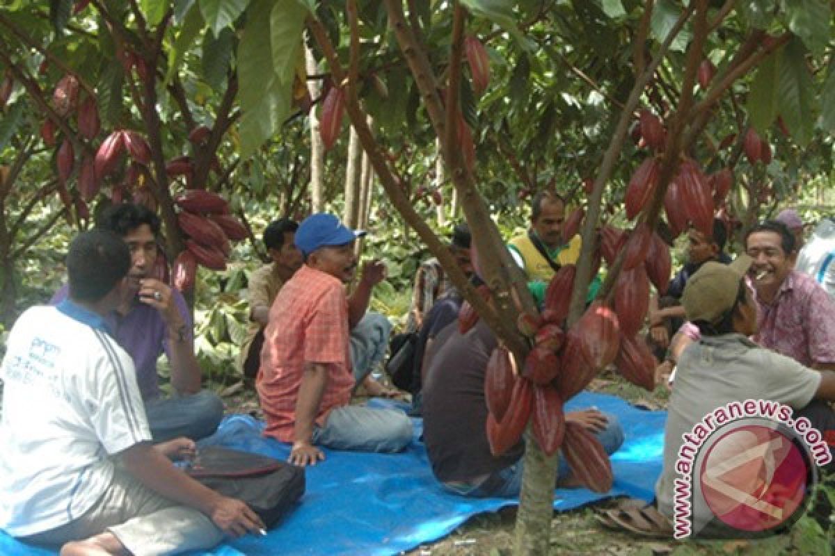 Petani kakao Aceh Utara dilatih sambung samping