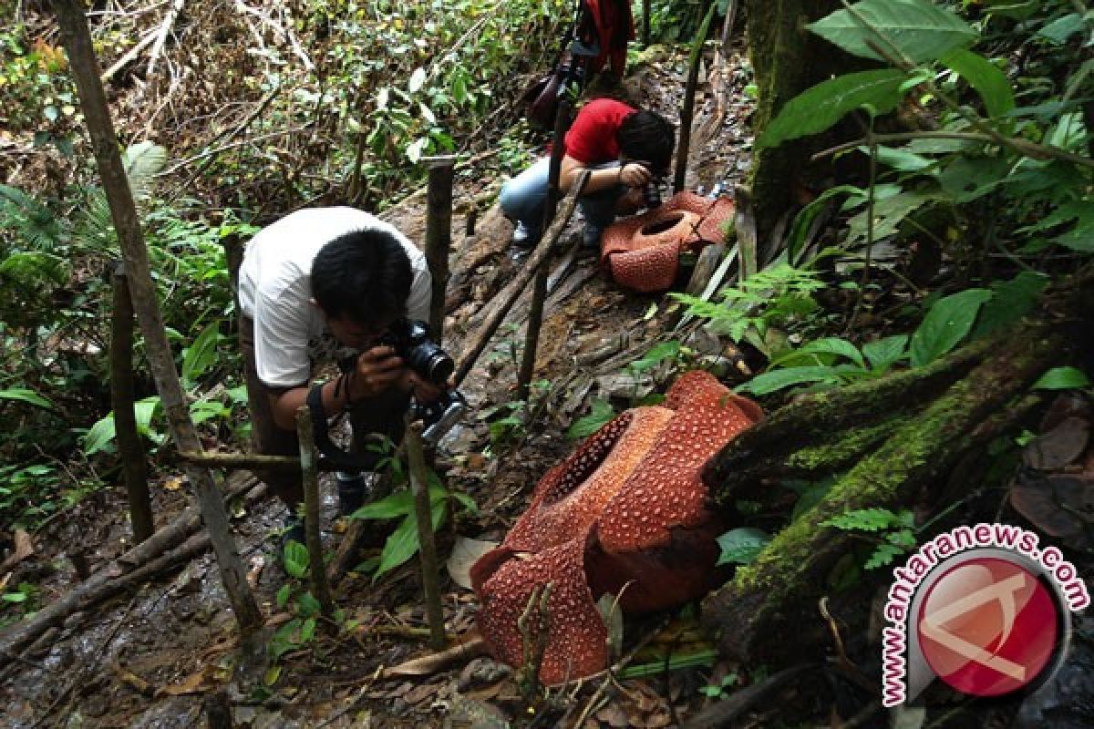Wisatawan Asing Kagumi Rafflesia Arnoldii