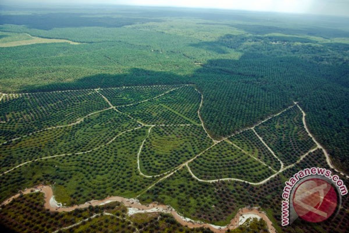 Oil palm plantations in Bengkulu become rice fields