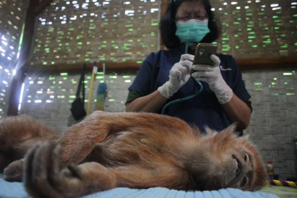 Aspinal Foundation Lepas Liarkan Tujuh Lutung Jawa