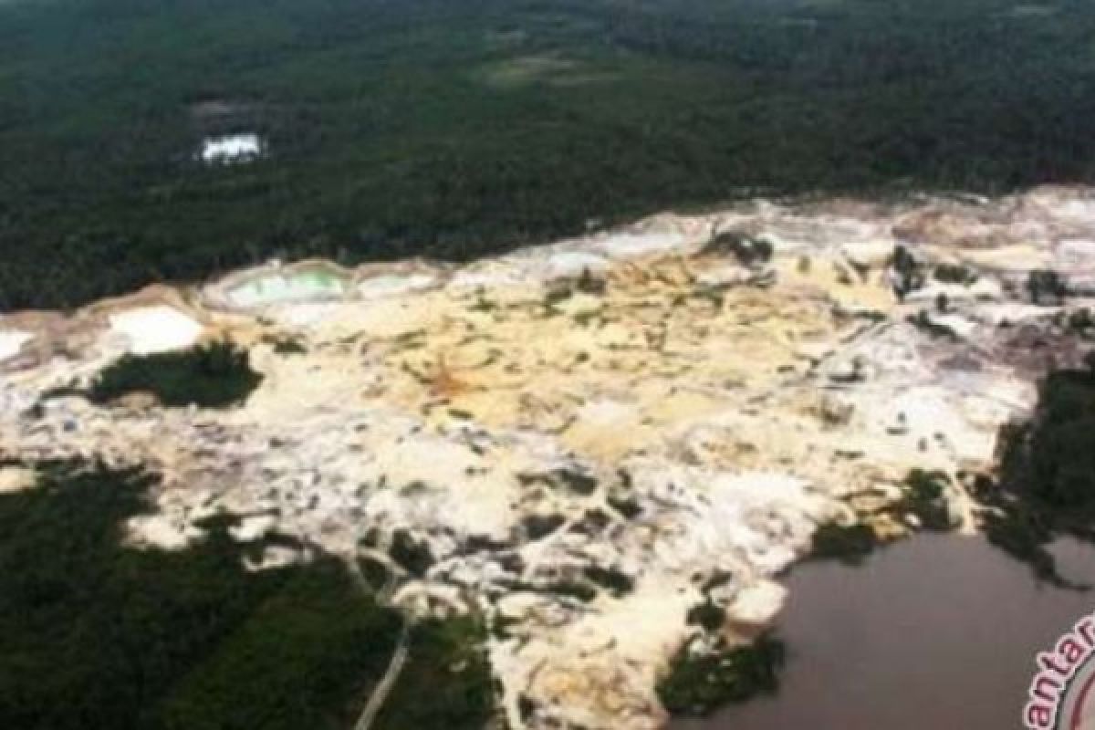 Hutan Babel Miliki Puluhan Kayu Langka