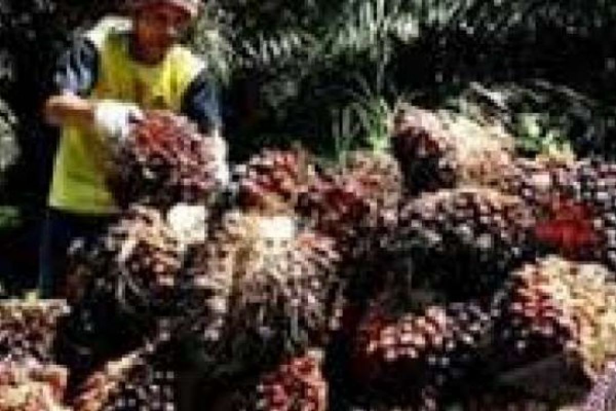 Harga Sawit Riau Naik Tipis