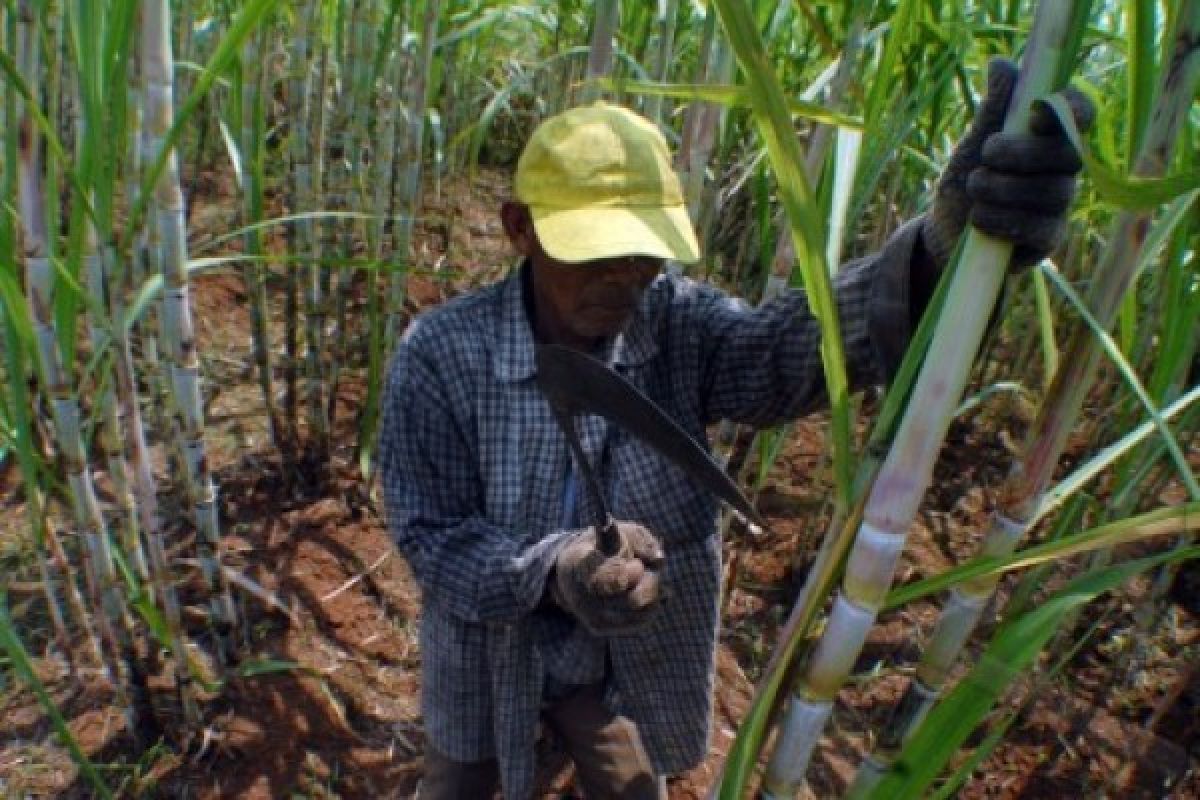 Petani Tebu Kudus Berharap Subsidi Pupuk Tak Dihapus