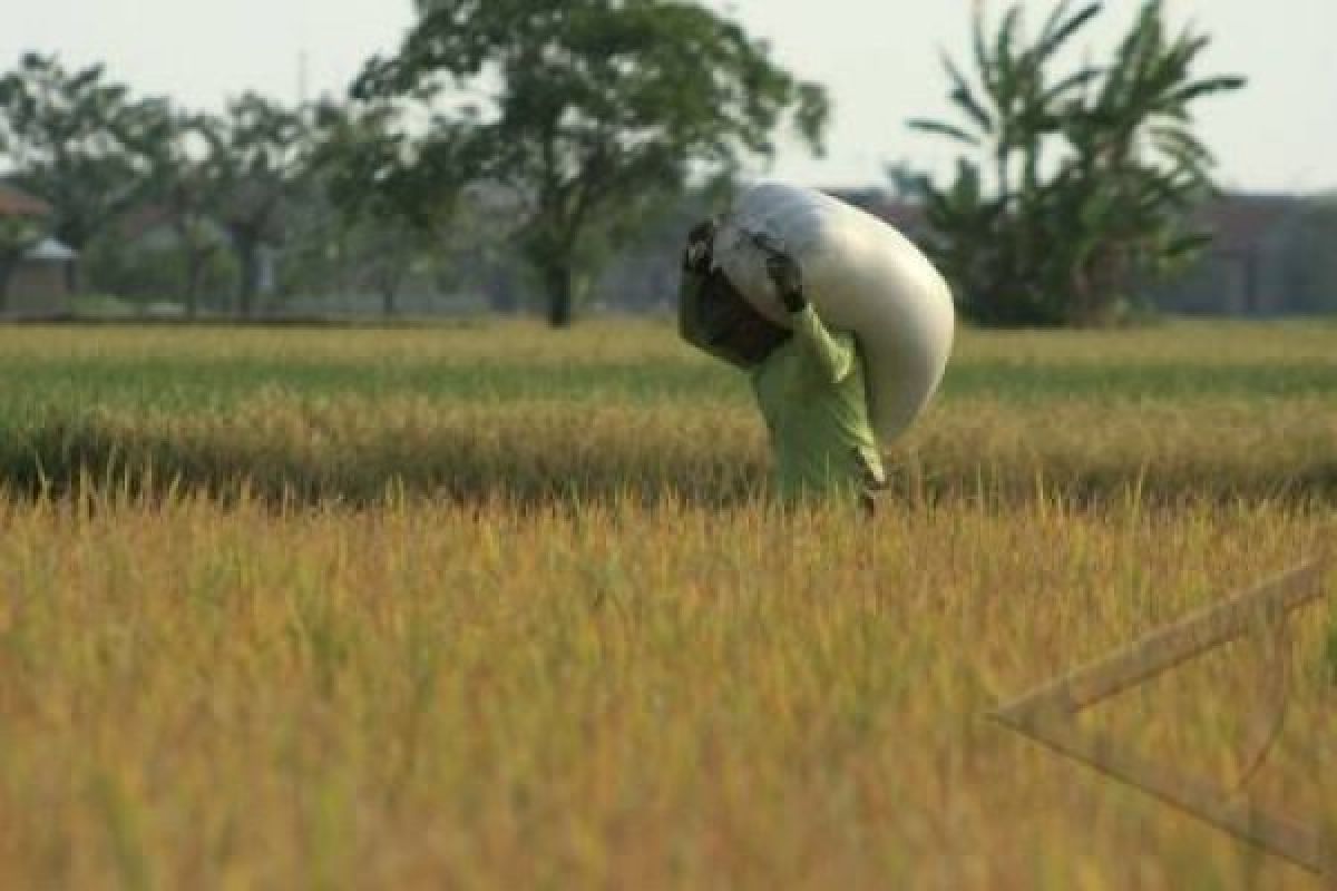 Bulog Genjot Penyerapan Gabah Petani Banyumas