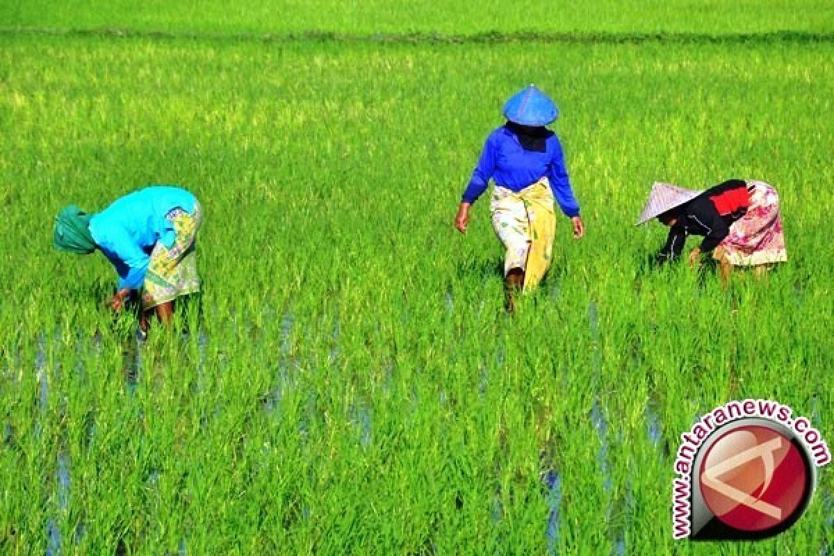 BI gandeng Pemkab Nabire kembangkan klaster padi 