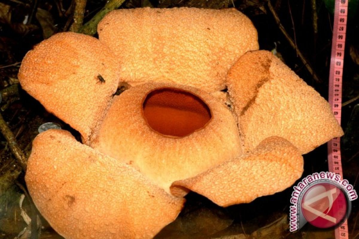 Kerusakan Hutan Sumatera Percepat Kepunahan Rafflesia