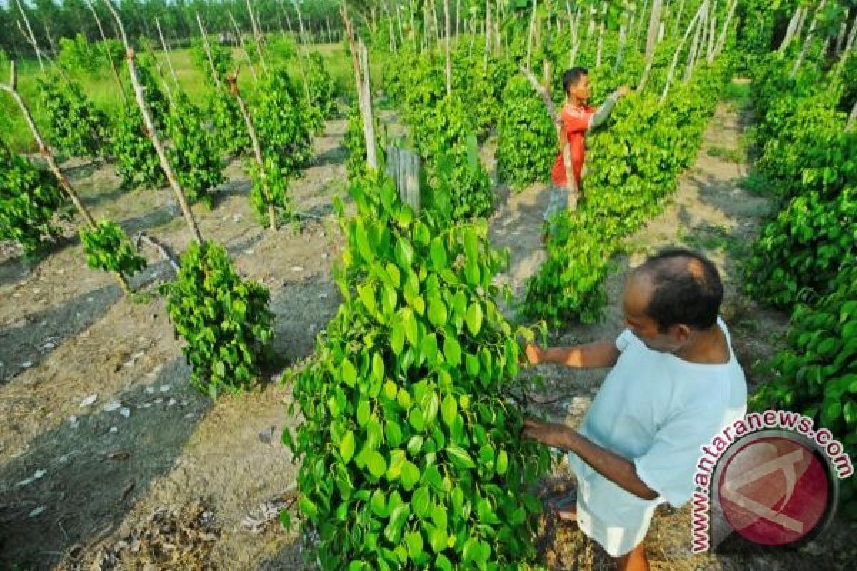 Petani  Bangka Mulai Panen Lada Putih