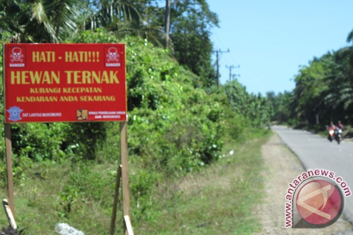 Mukomuko terkendala peralatan tangkap sapi yang dilepasliarkan