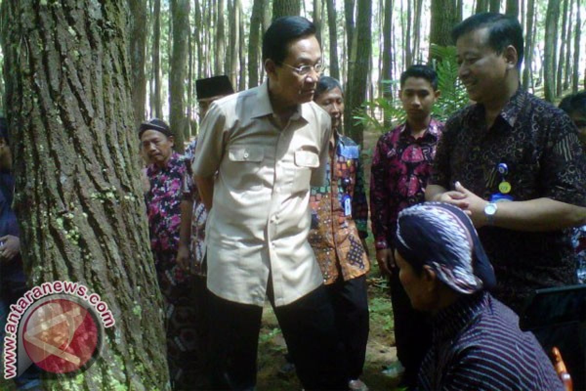 Sultan dorong pengembangan wisata hutan pinus Mangunan 