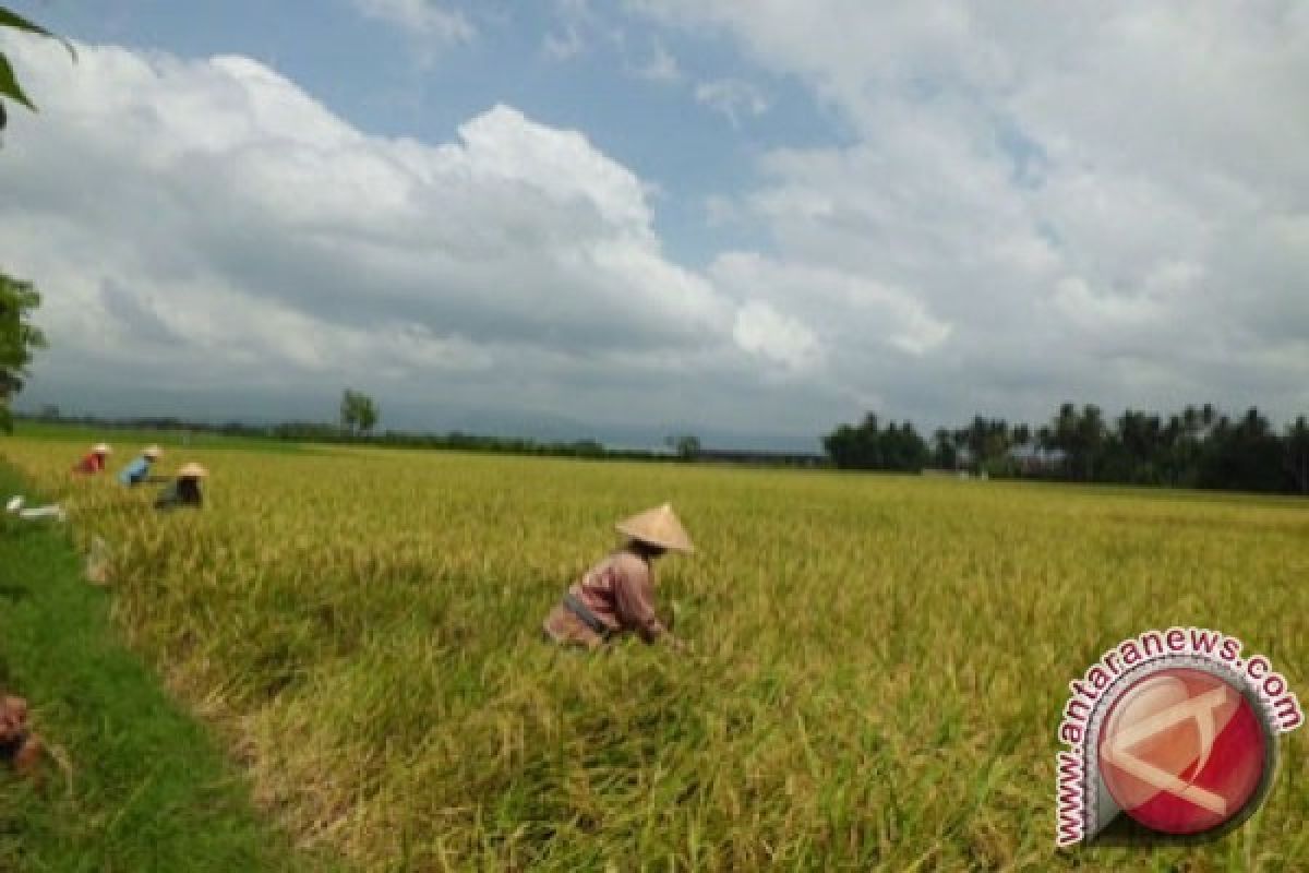 Petani Tanbu Panen Padi Gunung 