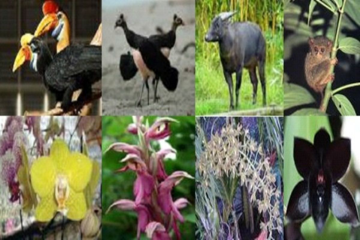 BRIN tekankan penyelamatan flora Papua melalui konservasi