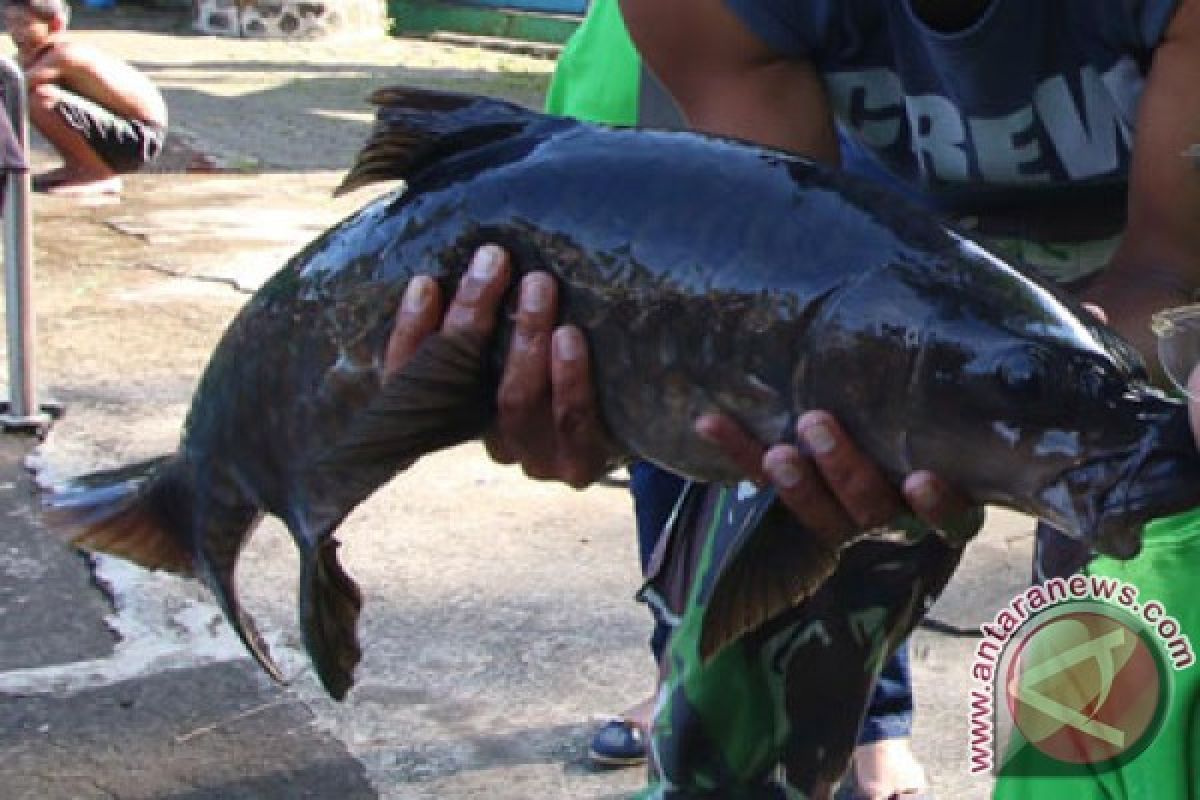 Ikan Dewa yang hampir punah bakal dibudidayakan di ibu kota baru