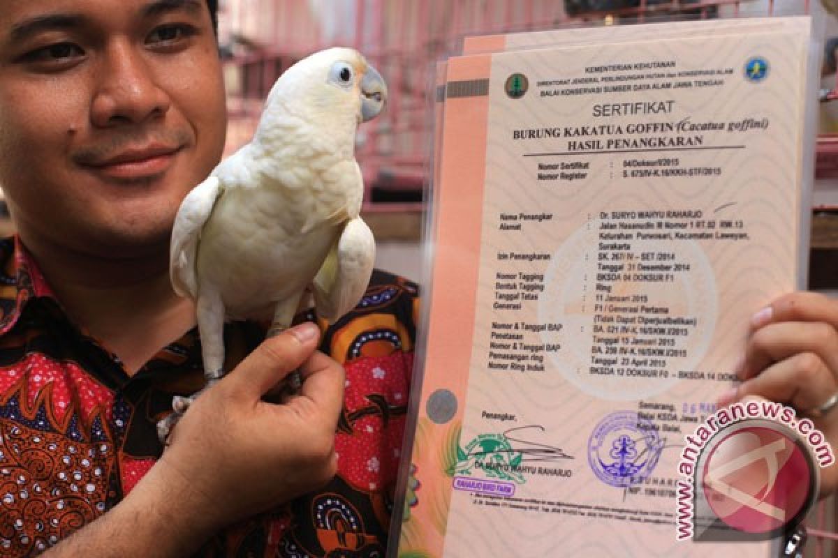 Burung mampu menimbang berat kacang