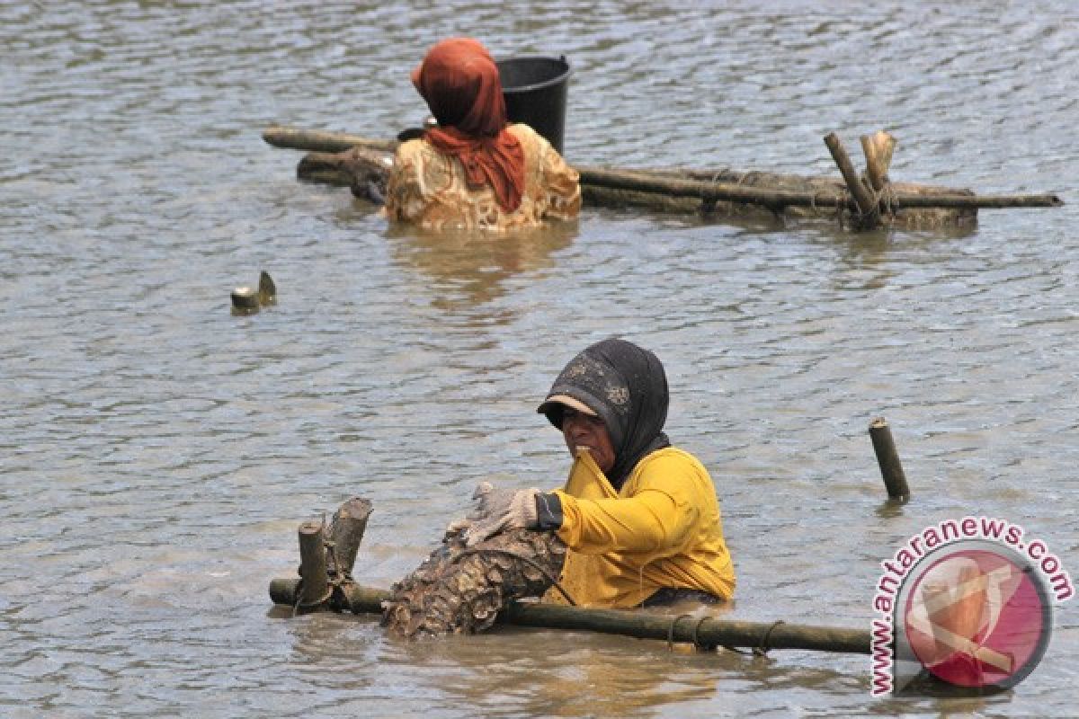 Pemkot dukung modernisasi budi daya tiram