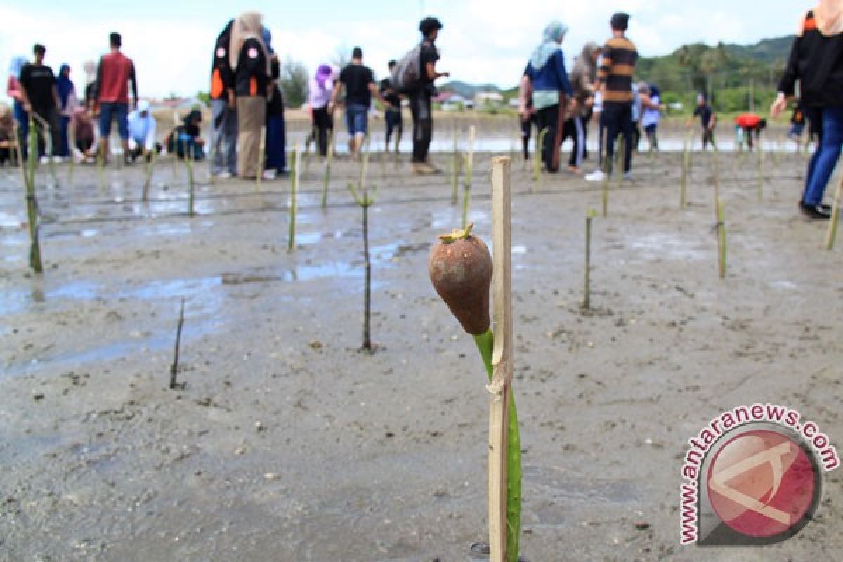 Aremania tanam bibit mangrove di Pantai Bengkung