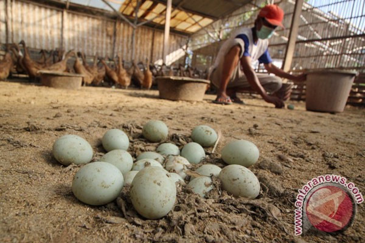 Puluhan ribu telur bebek tanpa dokumen disita polisi