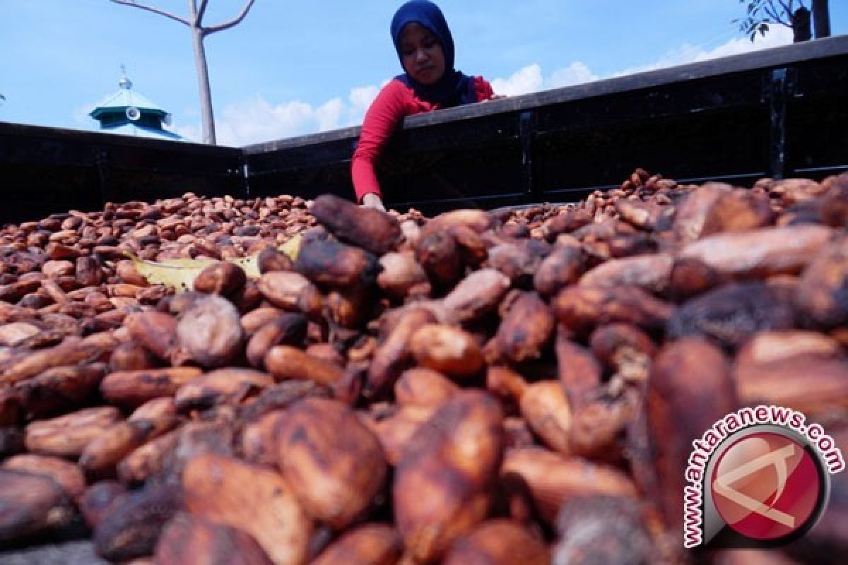 Petani Kakao Papua diuntungkan tingginya nilai dolar