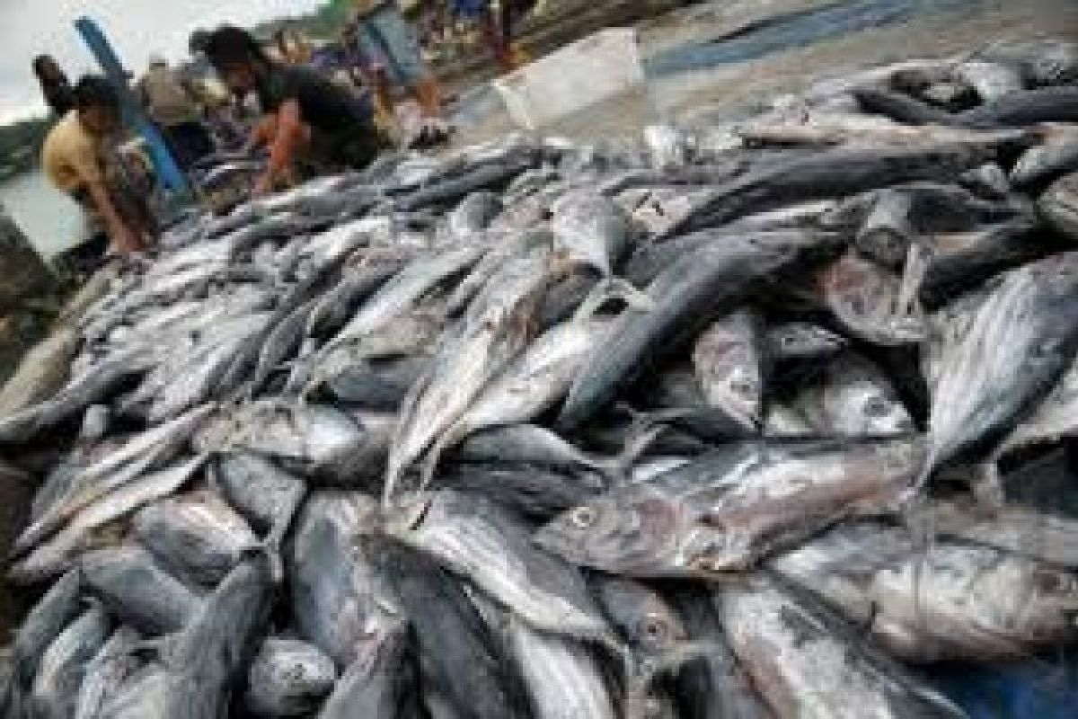 Lelang Ikan di TPI Capai Rp15 Miliar