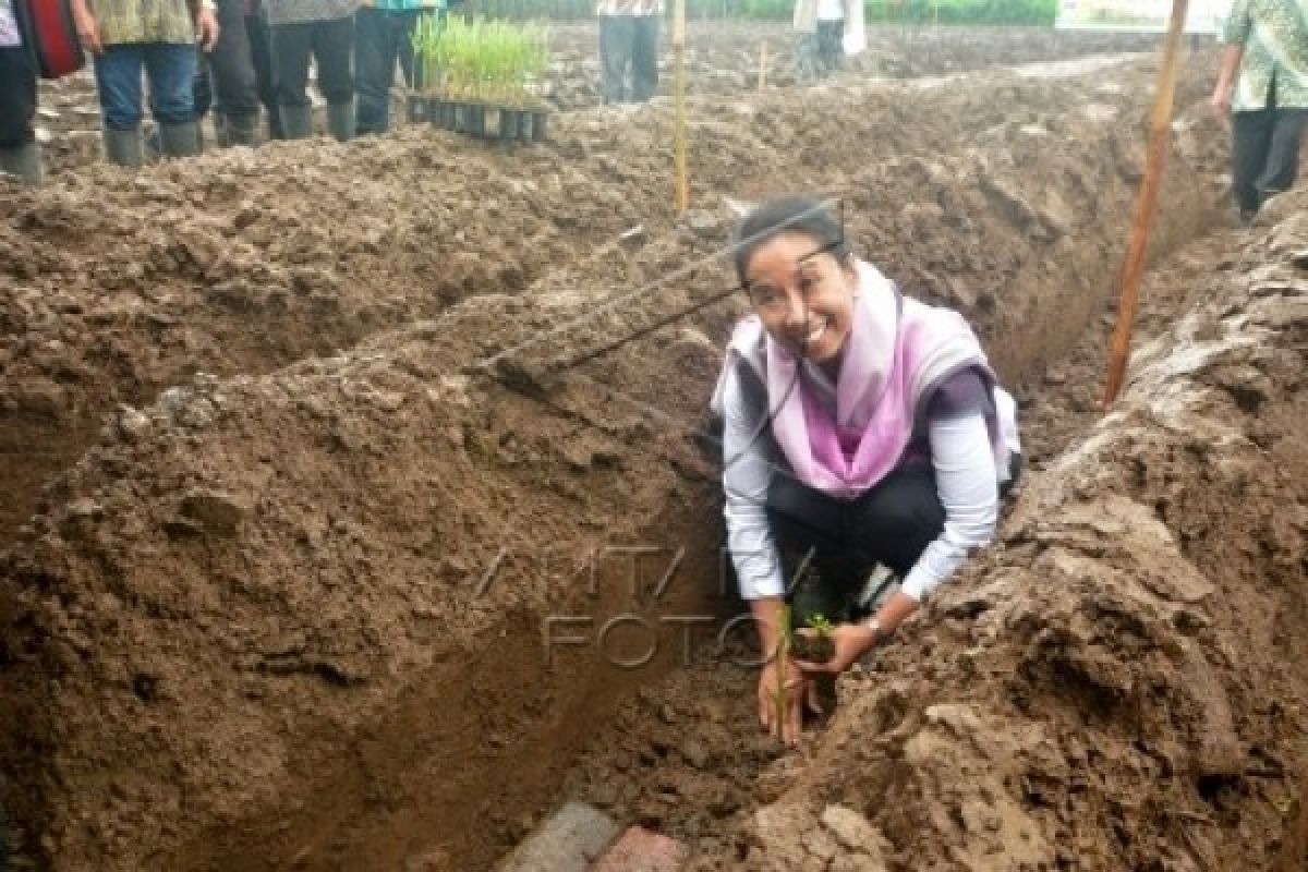 Bersatu Membantu Petani Tebu 