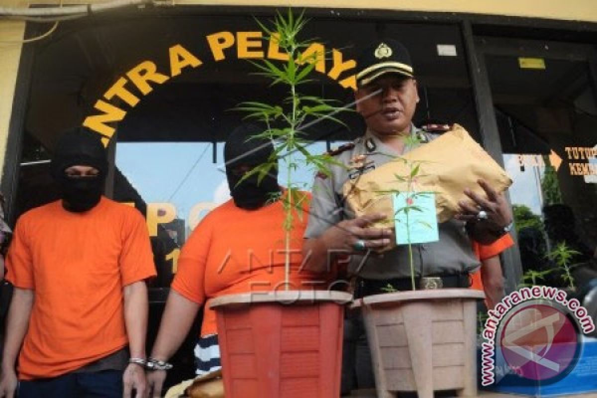 Polresta Bekasi Tangkap Penanam 13 Pot Ganja