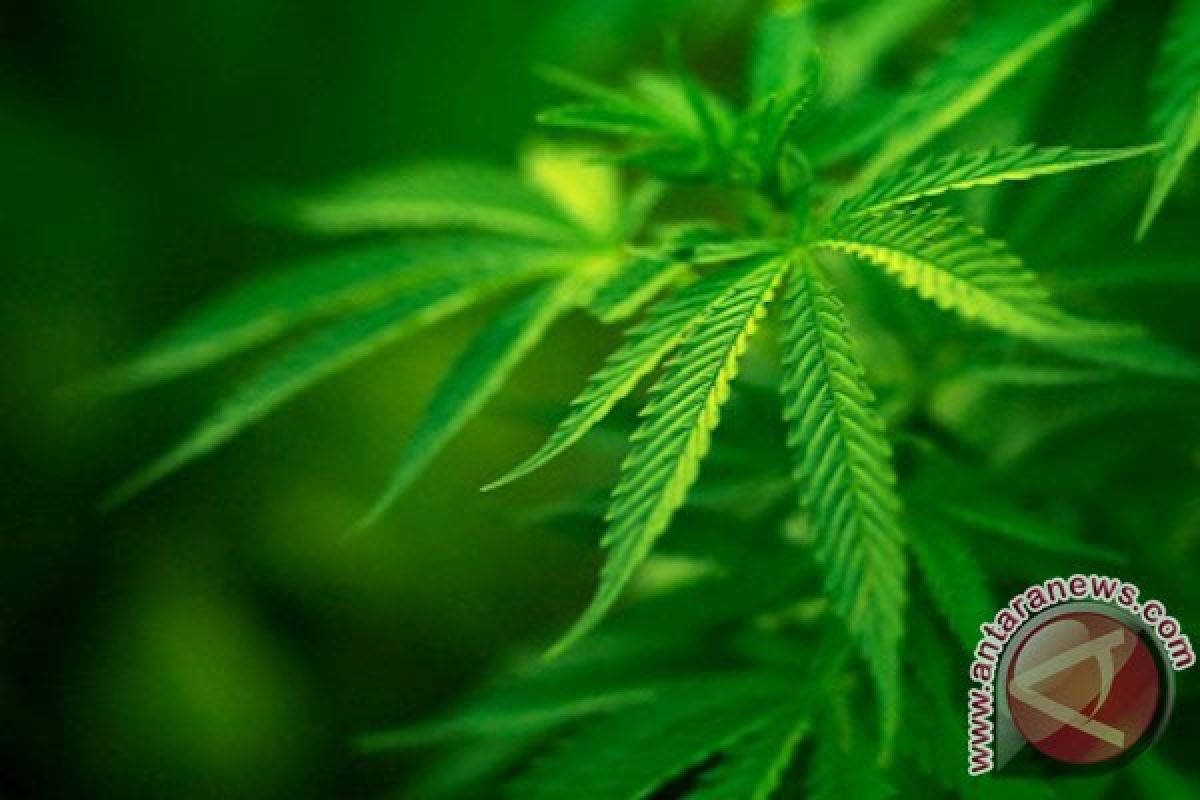 Tanam ganja gunakan pot, seorang warga Sukabumi ditangkap