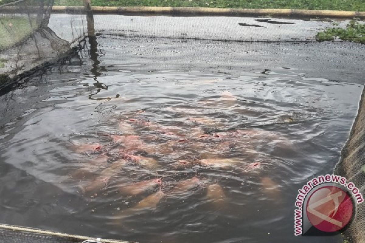 Pelalawan tebar puluhan ribu bibit ikan