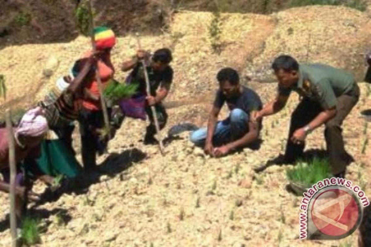 Pemprov Papua dorong wilayah adat Animha kembangkan padi 
