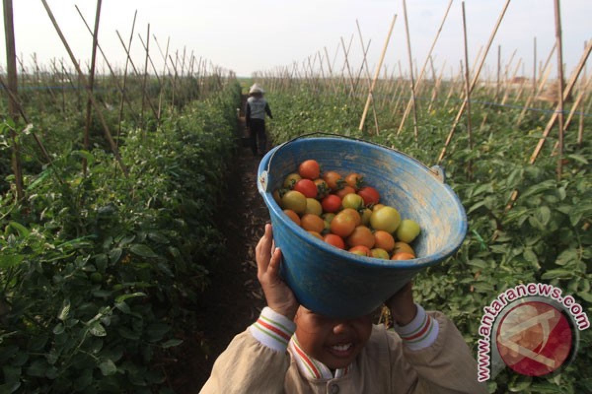 Peneliti IPB kembangkan varietas tomat non-hibrida