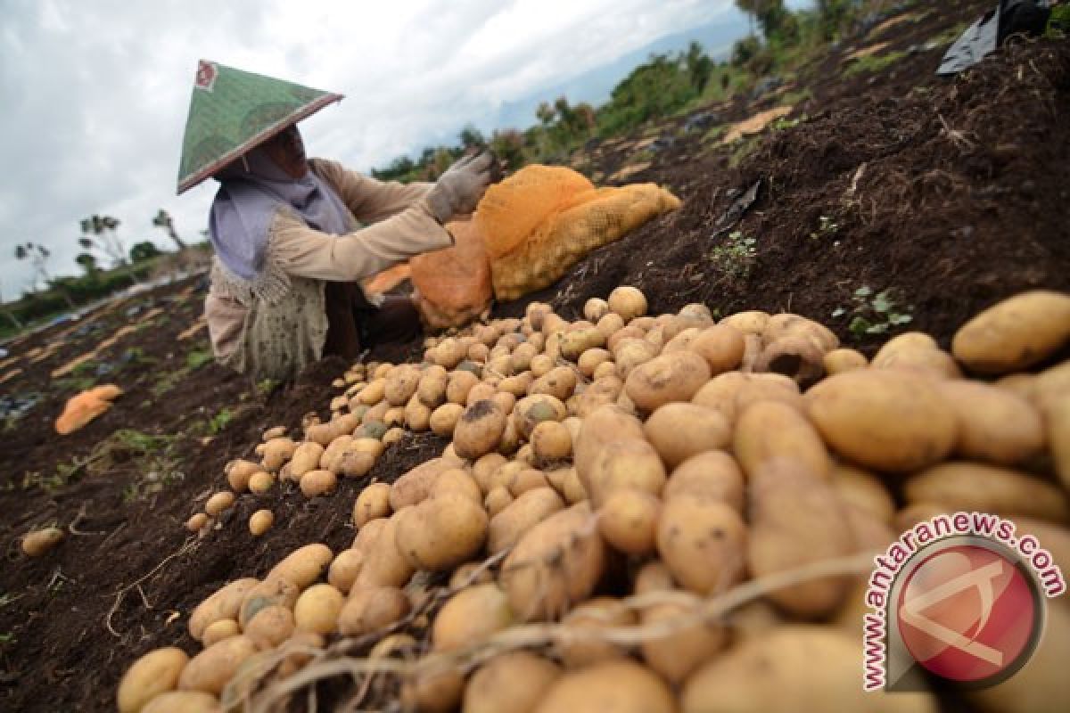 Kementan targetkan swasembada kentang industri pada 2020