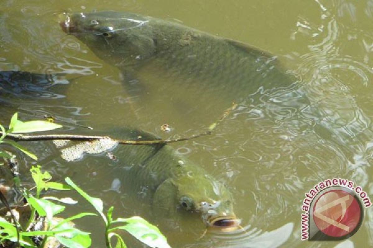 Disnakan Rejanglebong Usulkan Sertipikat Balai Benih Ikan 