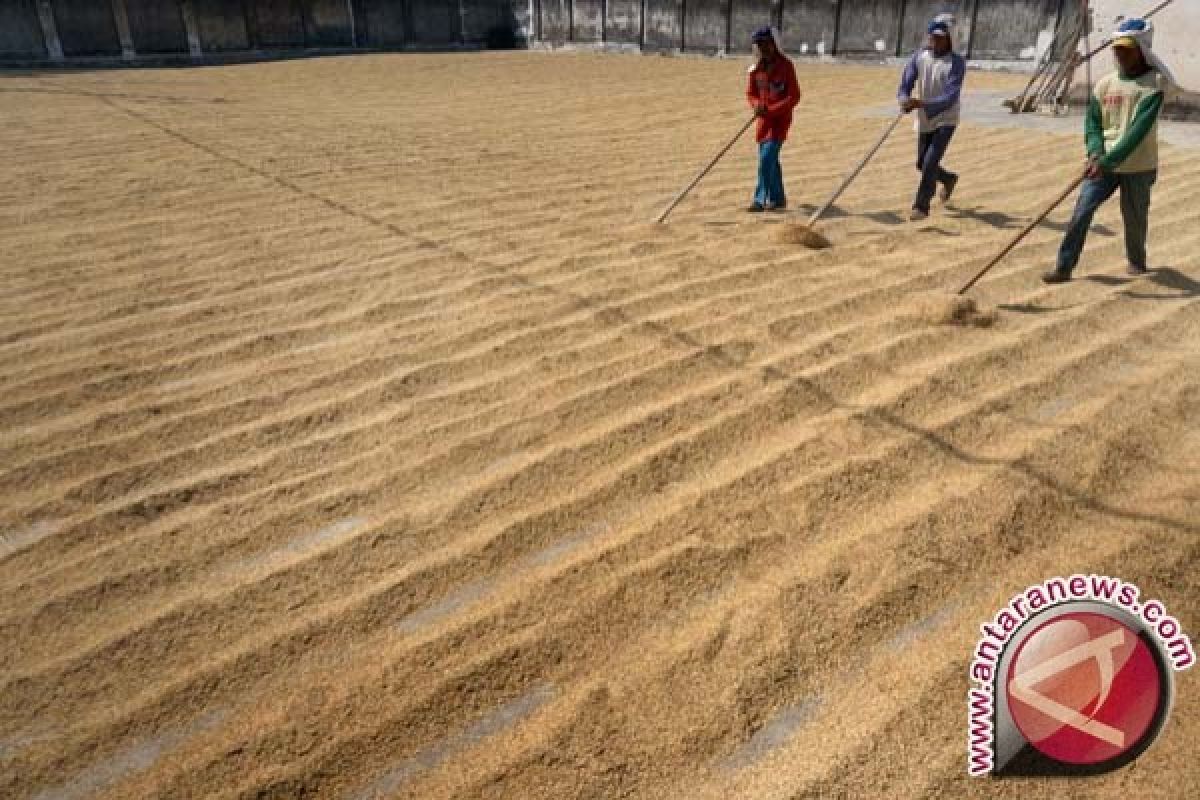 Harga Gabah di Sumbawa di atas HPP