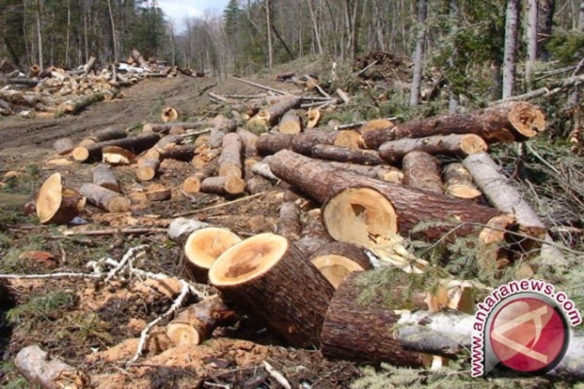 Abdya Antisipasi Pembakaran Hutan dan Ilegal Loging